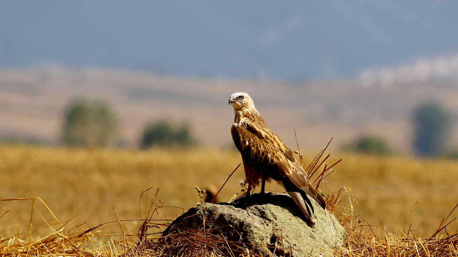 Long-legged Buzzard